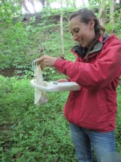 Some dormice have been micro-chipped, so we scan the dormice we find to see whether they have been caught before.